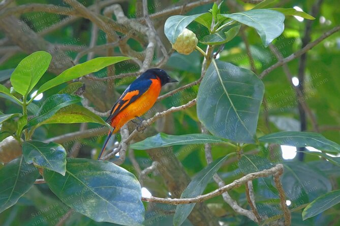 Bird Watching Tours in Sinharaja Rain Forest - Included items that actually help you in the rainforest