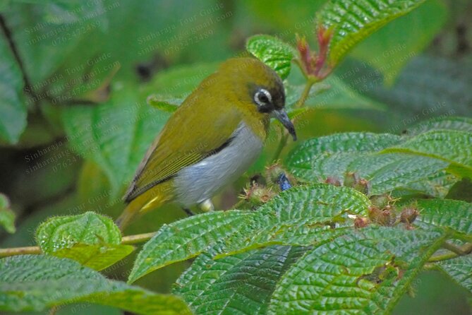 Bird Watching Tours in Sinharaja Rain Forest - Price and value: why $140 may be fair for what’s bundled