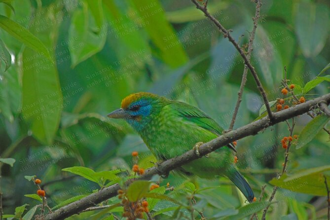 Bird Watching Tours in Sinharaja Rain Forest - The one drawback to plan around: weather and early timing