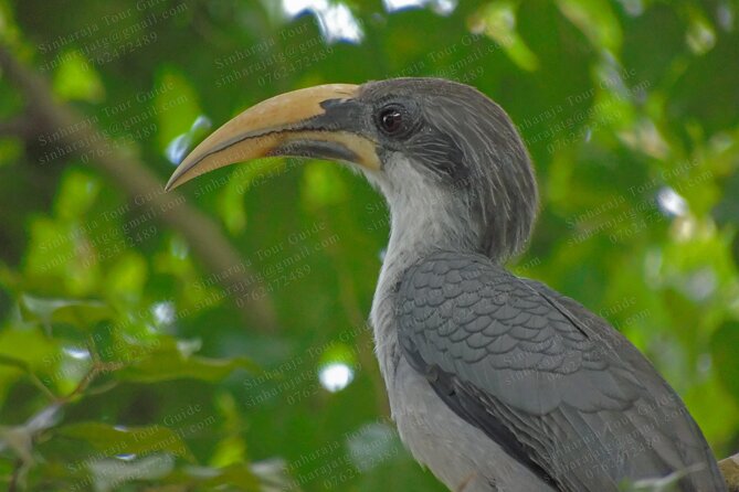 Bird Watching Tours in Sinharaja Rain Forest - The heart of the tour: Sinharaja Forest Entrance with your guide