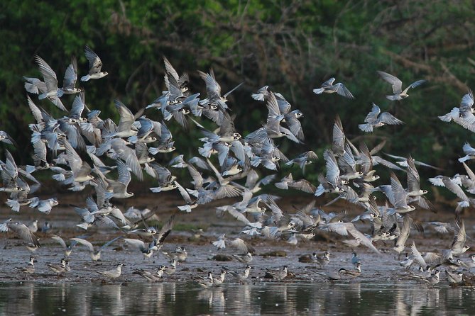 Bundala Birding Paradise - All Inclusive Tour - Key highlights you’ll feel on the day
