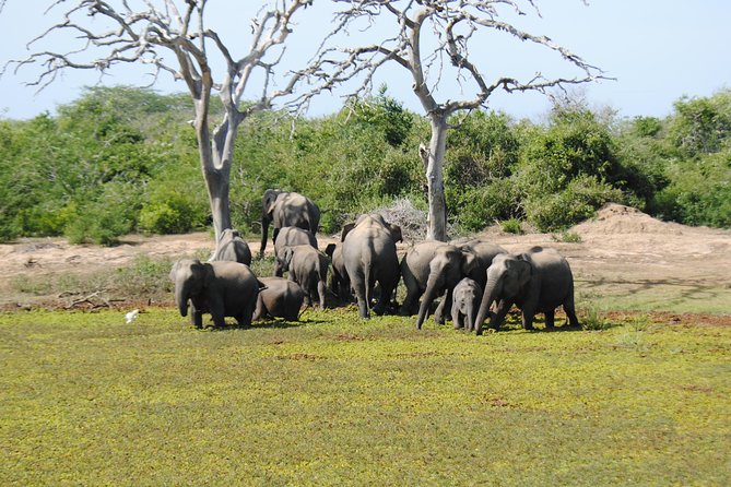 Bundala Birding Paradise - All Inclusive Tour - Hotel pickup and the end of self-drive stress