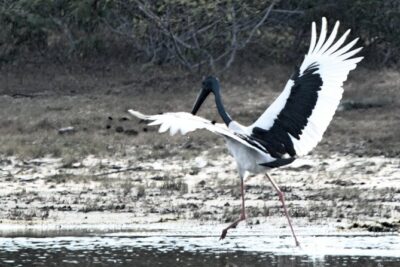 Bundala Birding Paradise - All Inclusive Tour - The 6-seat Jeep setup: small group, big comfort