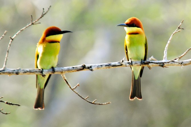 Bundala Birding Paradise - All Inclusive Tour - What you do in the park: a focused birding route