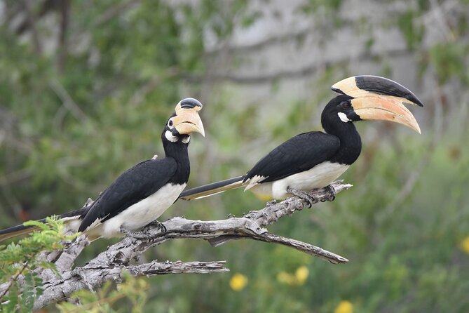Bundala Birding Paradise - All Inclusive Tour - Guide quality matters: how to make sure you get strong bird info