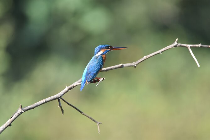 Bundala Birding Paradise - All Inclusive Tour - Admission fees included, but plan your own day