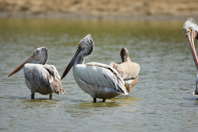 Bundala Birding Paradise - All Inclusive Tour - Price and value: why $125 can make sense here