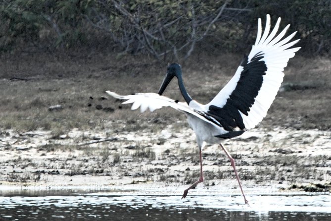 Bundala Birding Paradise - All Inclusive Tour - The 6-seat Jeep setup: small group, big comfort