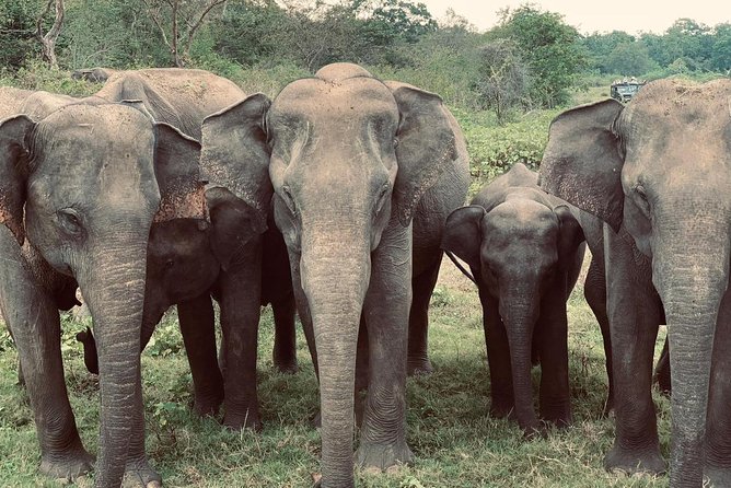 Bundala Birds Safari by Jeeps - Key highlights worth planning around