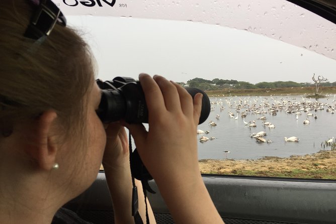 Bundala Birds Safari by Jeeps - Inside the jeeps: comfort, views, and how to make spotting easier