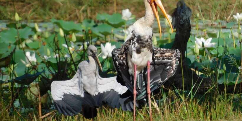 Bundala Half Day Safari PRIVATE Tours (Morning & Afternoon) - Should you book this Bundala Half Day Safari PRIVATE Tour?