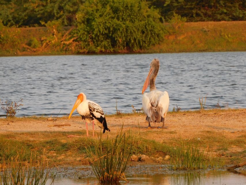 Bundala Half Day Safari PRIVATE Tours (Morning & Afternoon) - What to watch for: elephants, flamingos, crocodiles, and turtles