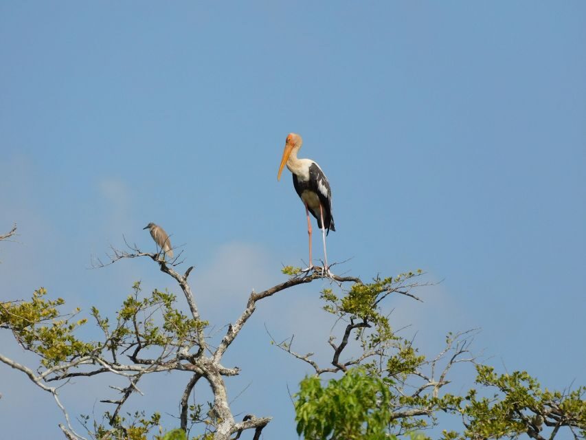 Bundala Half Day Safari PRIVATE Tours (Morning & Afternoon) - What to expect from the pickup, ride, and drop-off