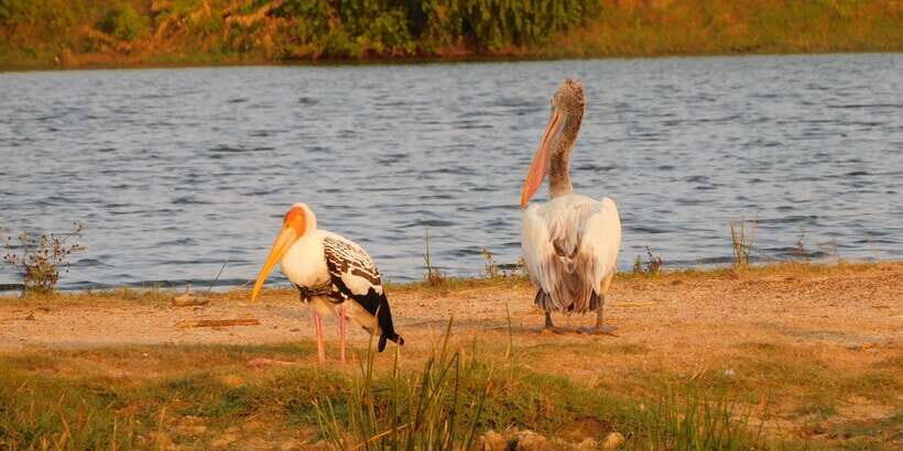 Bundala Half Day Safari PRIVATE Tours (Morning & Afternoon) - Who this Bundala half-day private safari suits best