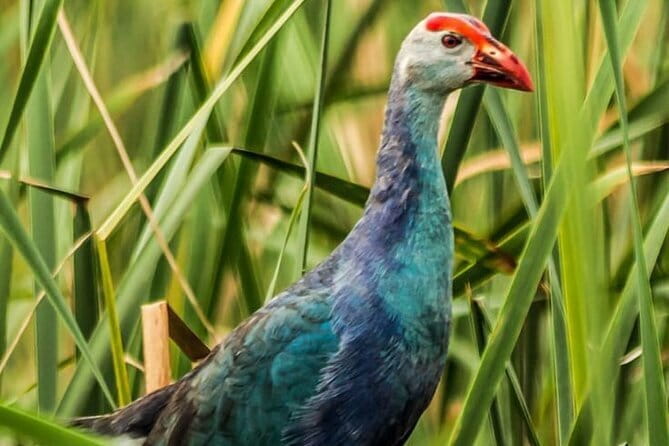 Bundala National Park by Ajith Safari - Evening safari timing: sunset views plus wildlife