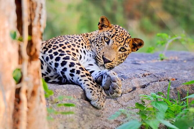 Bundala National Park by Ajith Safari - Wildlife focus: more than the usual checklist