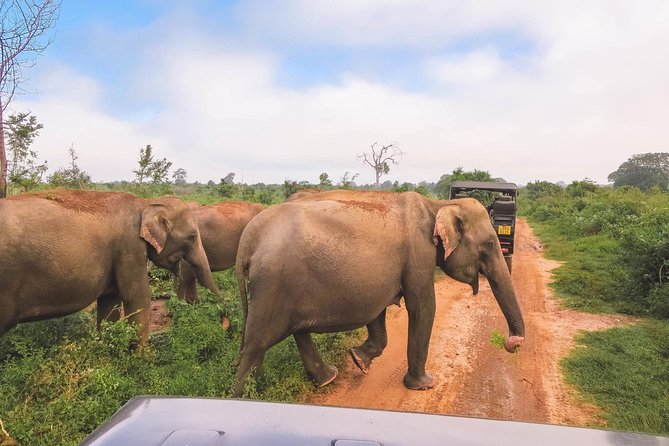 Bundala National Park Safari - First Stop: Riding Into Bundala’s Saltwater Lagoon World