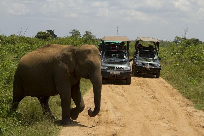 Bundala National Park Safari - Morning vs Evening vs Full Day: Pick Your Best Safari Pace