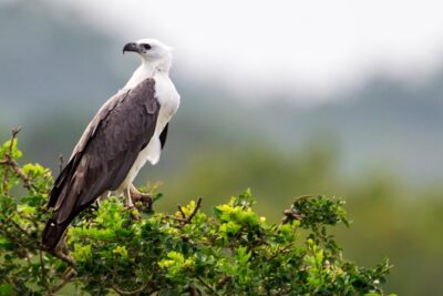 Bundala National Park Safari - What You’ll Actually See: Elephants, Crocs, and 200+ Bird Species