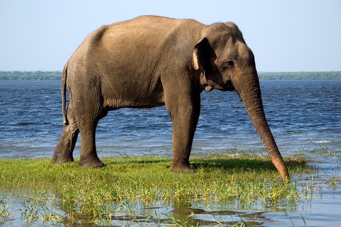 Bundala National Park Safari - The Jeep Safari With Shehan Safari: Why the Guide Matters