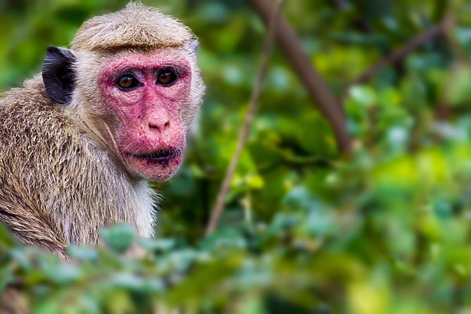 Bundala National Park Safari - Stop One: Exploring Bundala’s UNESCO Biosphere Reserve
