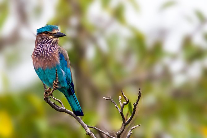 Bundala National Park Safari - What to Bring for a Better Safari Day
