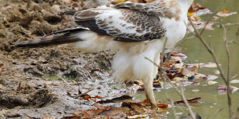 Bundala National Park Safari (PRIVATE TOURS) - Bundala’s Wetland Magic: Where Birds Make the Rules