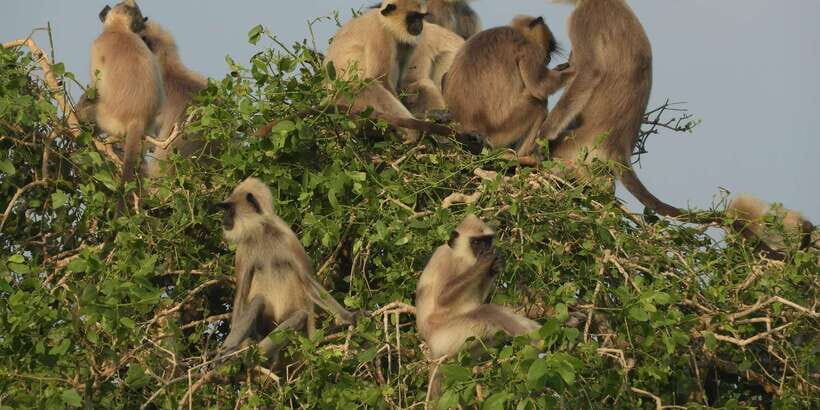 Bundala National Park Safari (PRIVATE TOURS) - Meet the People Who Spot the Wildlife for You