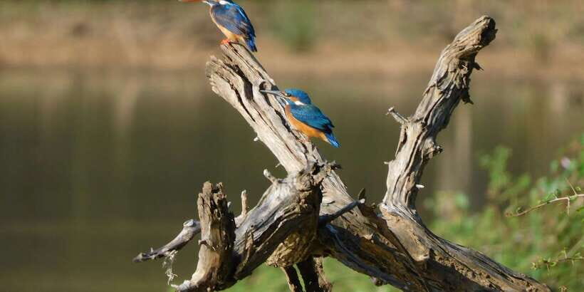Bundala National Park Safari (PRIVATE TOURS) - Coast Time and Sea Views: When Bundala Gets a Second Personality