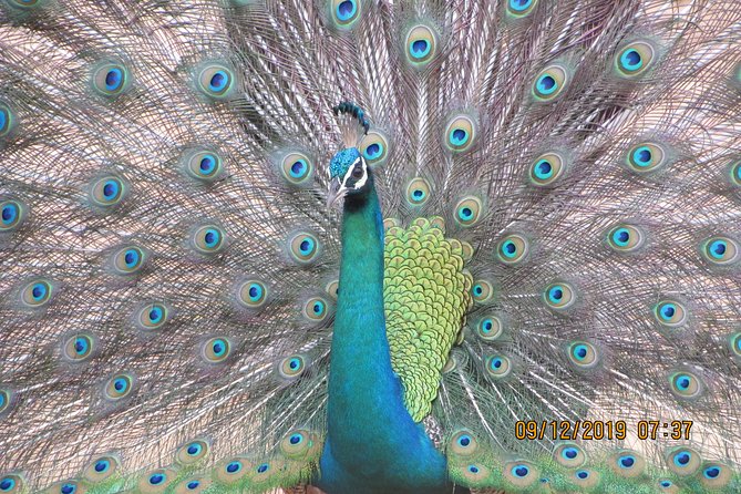 Bundala National Park Safari (PRIVATE TOURS)- Morning & Afternoon - Morning vs Afternoon: Picking the Best Slot for Your Birding Day