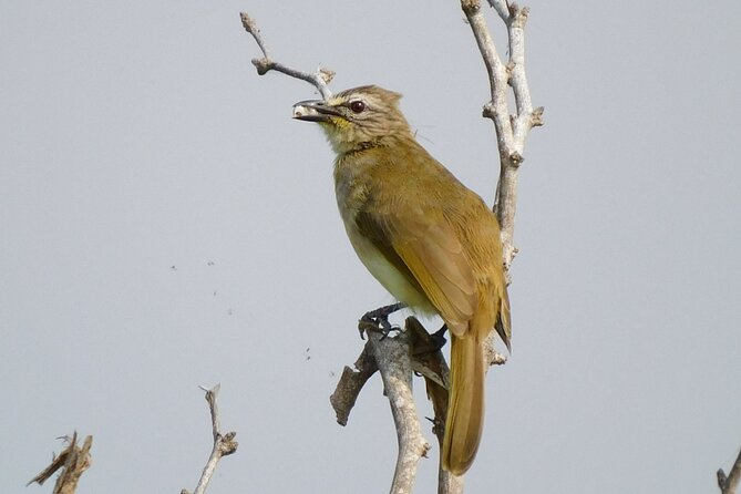 Bundala National Park Safari (PRIVATE TOURS)- Morning & Afternoon - Inside Bundala: Wetlands, Lagoons, Dunes, and the Birds That Rule