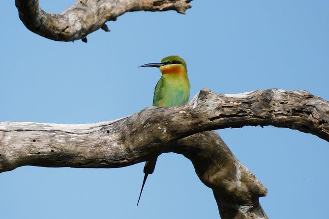 Bundala National Park Safari (PRIVATE TOURS)- Morning & Afternoon - Your Guide’s Role: How Expert Spotting Changes the Safari