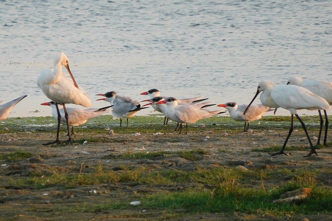 Bundala National Park Safari (PRIVATE TOURS)- Morning & Afternoon - The Safari Jeep Experience: Hilux or Bolero, Water Breaks, and Comfort