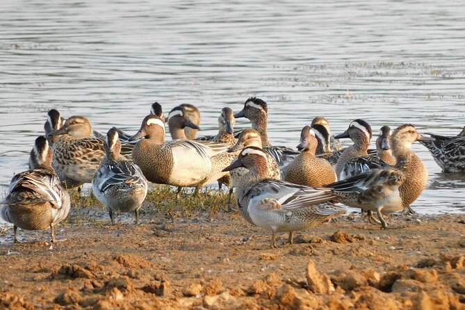 Bundala National Park Safari (PRIVATE TOURS)- Morning & Afternoon - Who This Private Bundala Safari Fits Best