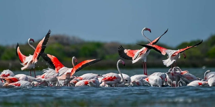 Bundala National Park Safari (PRIVATE TOURS) - Hotel Pickup and Drop in the Bundala Area