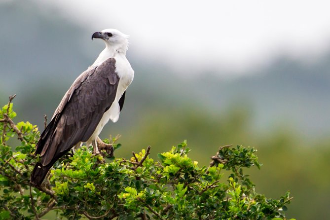 Bundala National Park Safari - What You’ll Actually See: Elephants, Crocs, and 200+ Bird Species