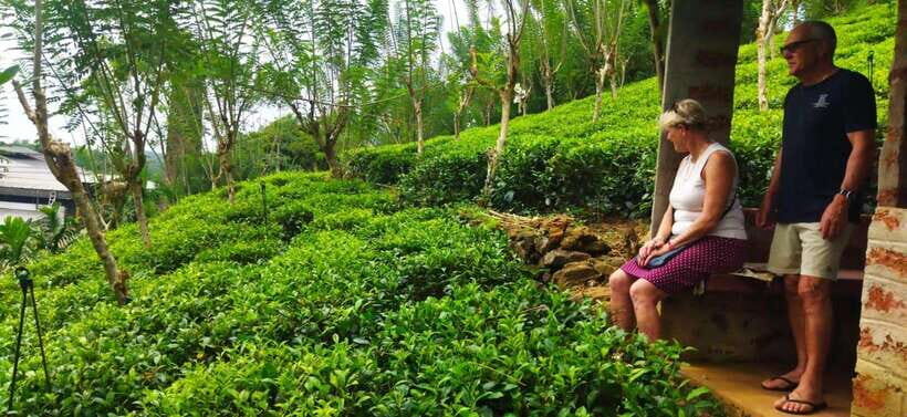 Ceylon Tea Experience from Colombo Port Passenger Terminal - Rayigam Tea Factory: Photos, Short Visits, and How the Day Gets Its Tea Focus