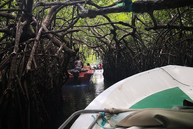 Coastal Ride to Galle from Colombo Seaport - Madu River Safari by Buddhi: mangroves, birds, and a calmer pace