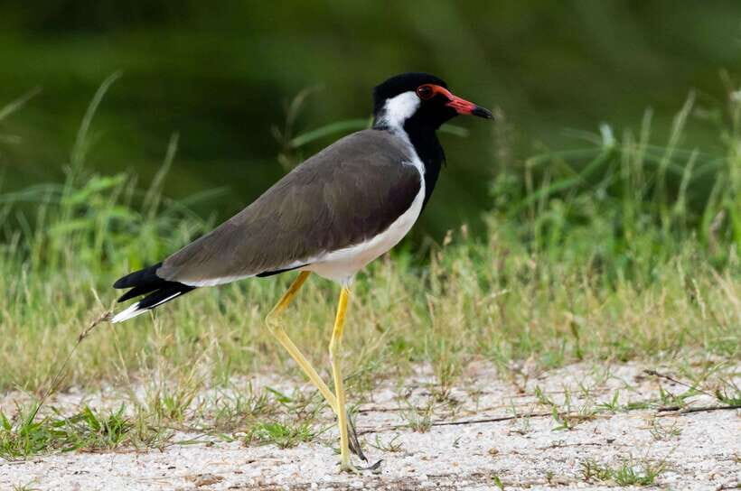 Colombo: Bird watching around Colombo-Guided Tour - 06 hours - The 6-hour flow: pickup, three wildlife windows, and back to Colombo