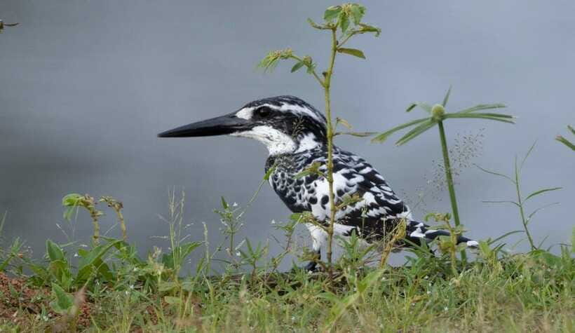 Colombo: Bird watching around Colombo-Guided Tour - 06 hours - Where you’ll walk: lakes, paddy fields, and small forest patches