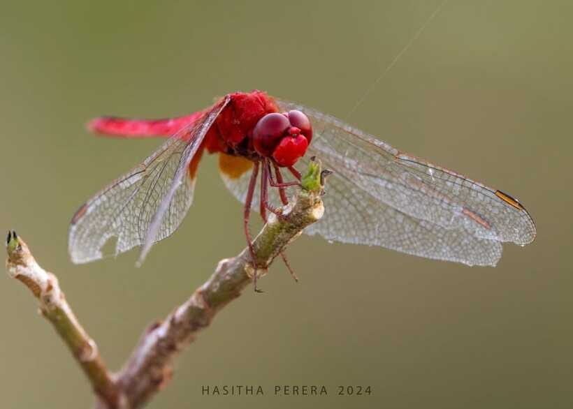 Colombo: Bird watching around Colombo-Guided Tour - 06 hours - Transport, snacks, and comfort that keep the birding day sane