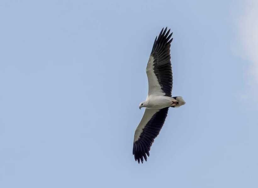 Colombo: Bird watching around Colombo-Guided Tour - 06 hours - Practical tips to make your birding day easier