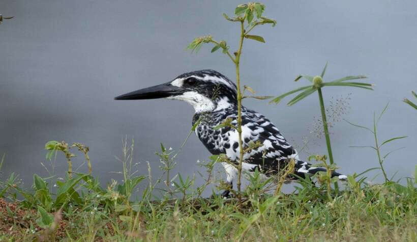 Colombo: Bird watching around Colombo-Guided Tour - 06 hours - Meet Hasitha: how a guide turns spots into a bird list