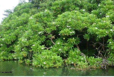 Colombo/Negombo: Muthurajawela & Dutch Canal Boat Adventure - Muthurajawela Wetland Sanctuary: more than a pretty marsh