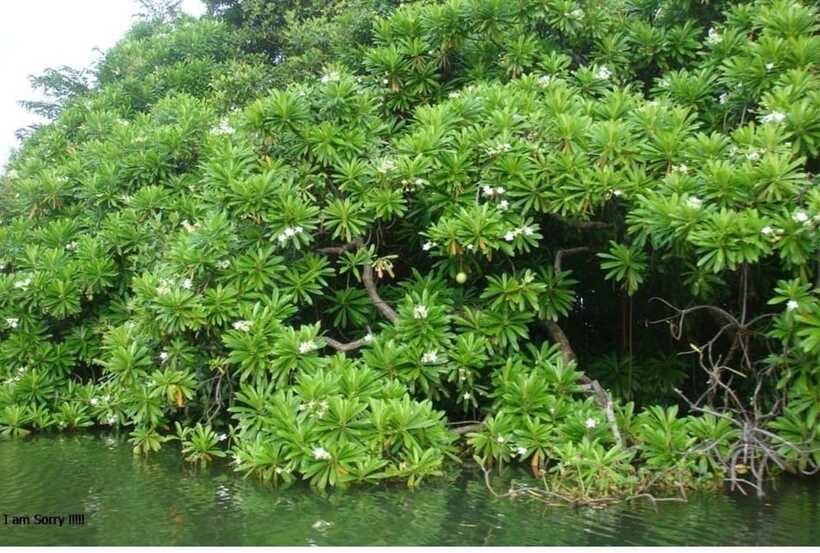 Colombo/Negombo: Muthurajawela & Dutch Canal Boat Adventure - Price and value: why $85 can make sense for this specific route