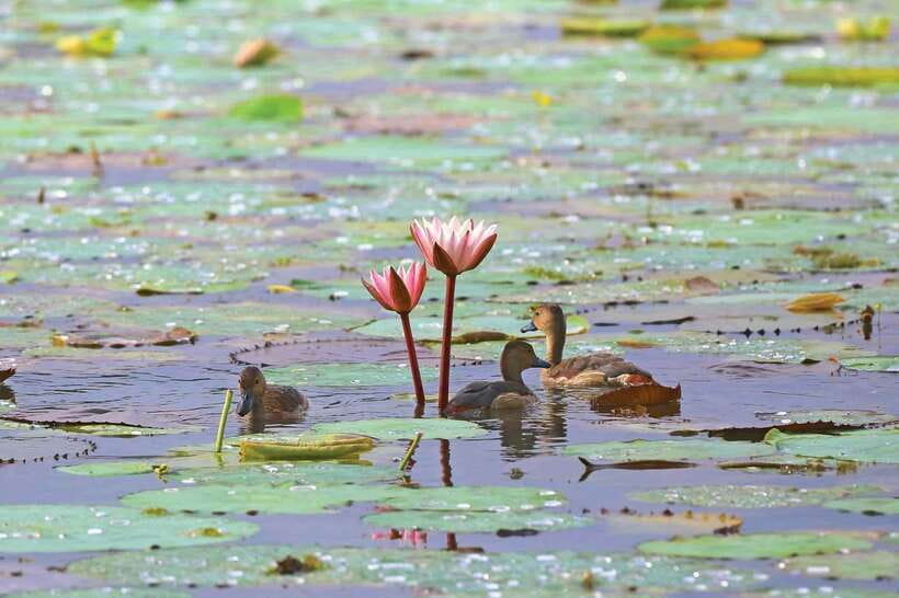 Colombo/Negombo: Muthurajawela & Dutch Canal Boat Adventure - Final verdict: should you book the Muthurajawela and Hamilton Canal boat adventure?