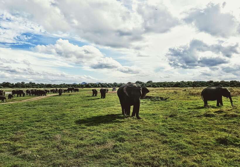 Colombo/Negombo: Sigiriya, Dambulla, and Minneriya Safari - Sigiriya Lion Rock: climbing, humidity, and what to do if you can’t