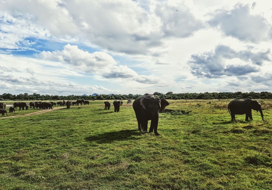 Colombo/Negombo: Sigiriya, Dambulla, and Minneriya Safari - Minneriya-area safari: how the park choice works and what wildlife you might see