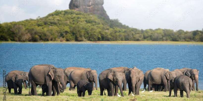 Colombo/Negombo to Sigiriya, Dambulla & Jeep Safari Day Tour - From Colombo/Negombo to Sigiriya: the long ride that sets the tone