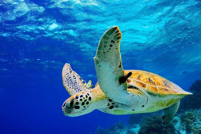 Colombo to Galle All Inclusive Private Day Tour - Key highlights